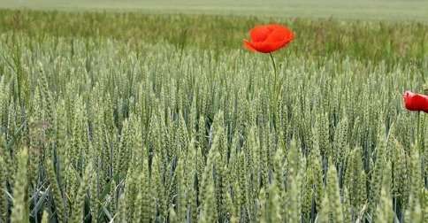 Ciclos Irregulares