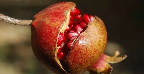 Estres-oxidativo-antioxidantes