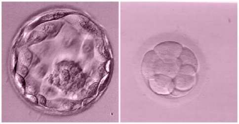 mejorar tasas implantación